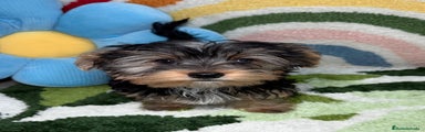 Yorkshire Terrier Cachorro 1