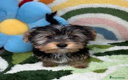 Yorkshire Terrier perros en venta: Yorkshire Terrier Macho - Imagen 3