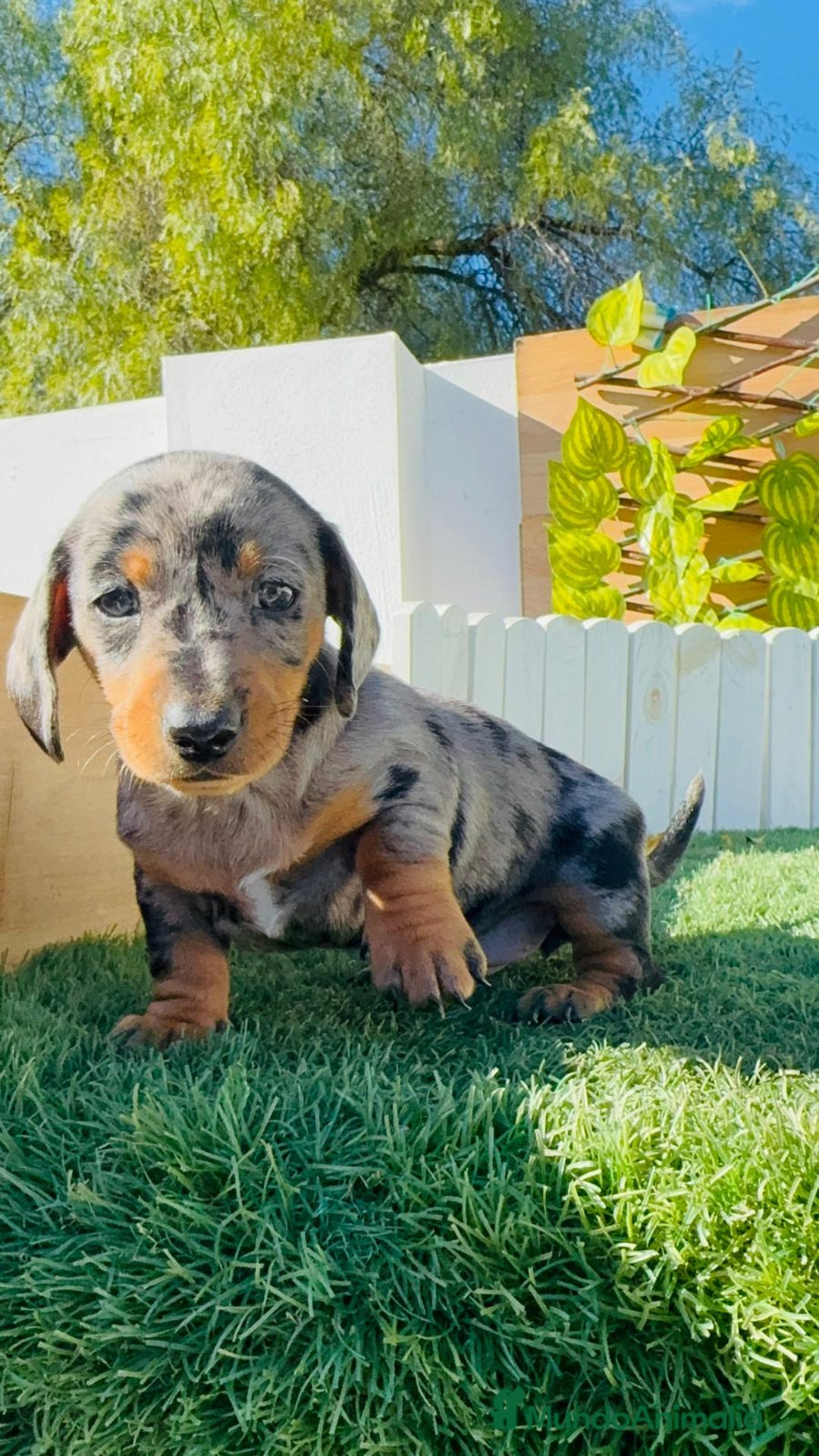 Teckel Miniatura perros en venta: TECKEL MINIATURA HEMBRA - Anuncio 15