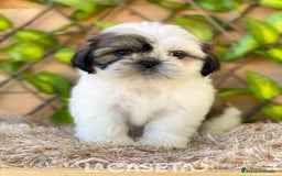 Shih Tzu perros en venta: Camada de Yadira  - Imagen 8