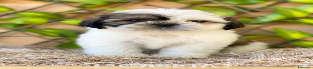 Shih Tzu Cachorro 3681