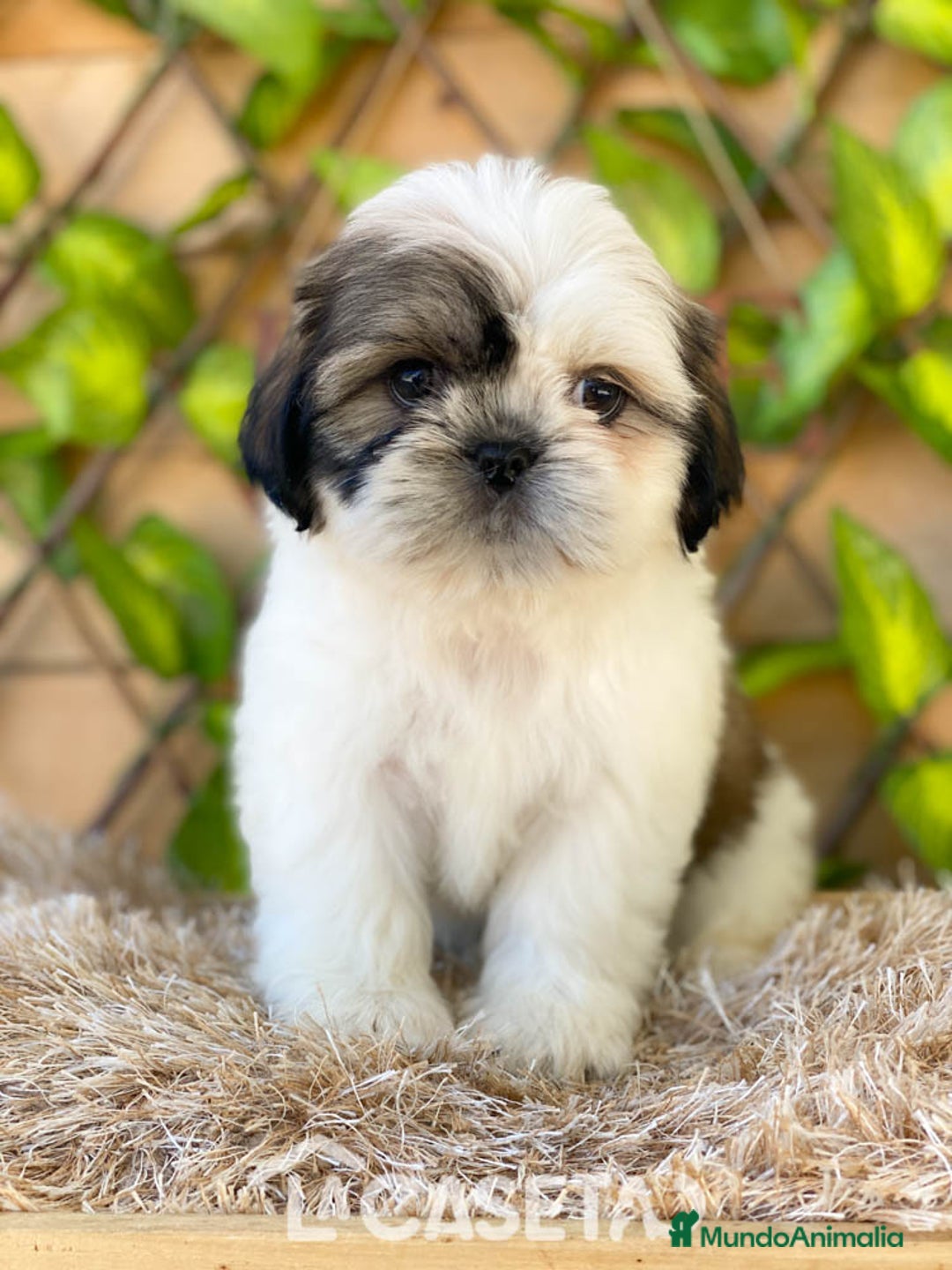 Shih Tzu perros en venta: Camada de Yadira  - Imagen 8