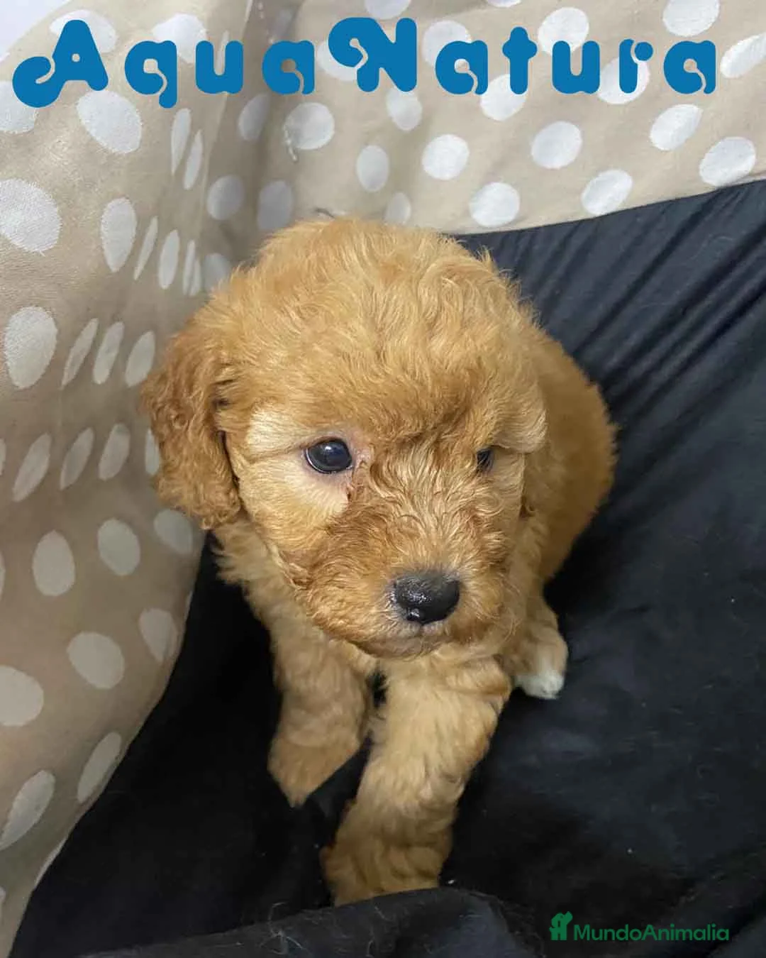 Havapoo perros en venta: Havapoo Hembra 2 de Locaty y Can AQUANATURA - Anuncio 8