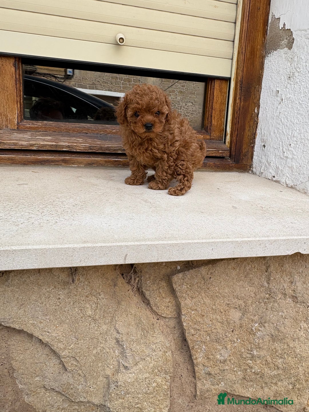 Caniche Toy perros en venta: Caniche mini Toy hembra - Imagen 2