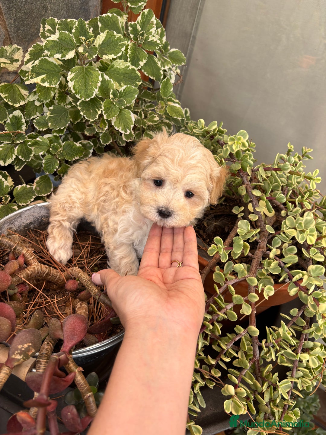 Maltipoo perros en venta: Maltipoo excelentes cachorritas  - Imagen 10