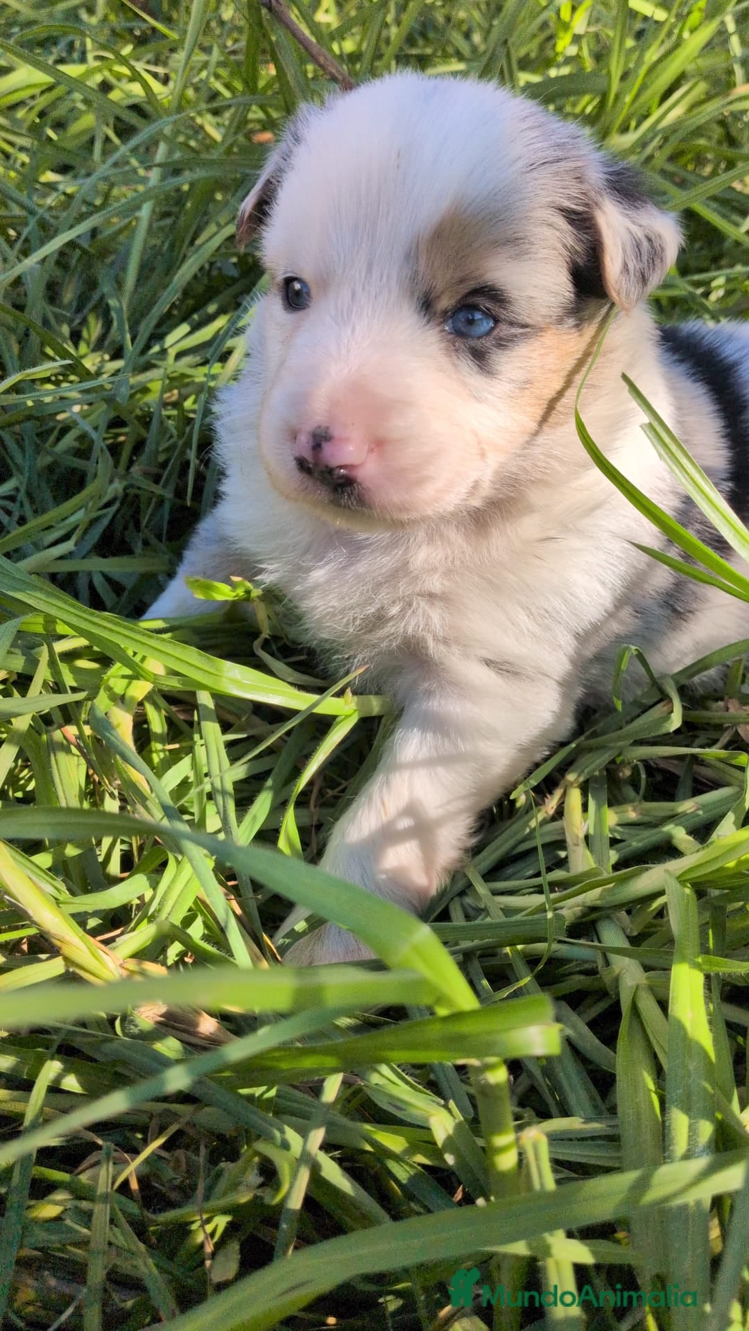 Border Collie perros en venta: BORDER COLLIE - Anuncio 3