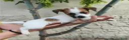 Jack Russell Terrier perros en venta: Cachorros de Jack Russell - Anuncio 9