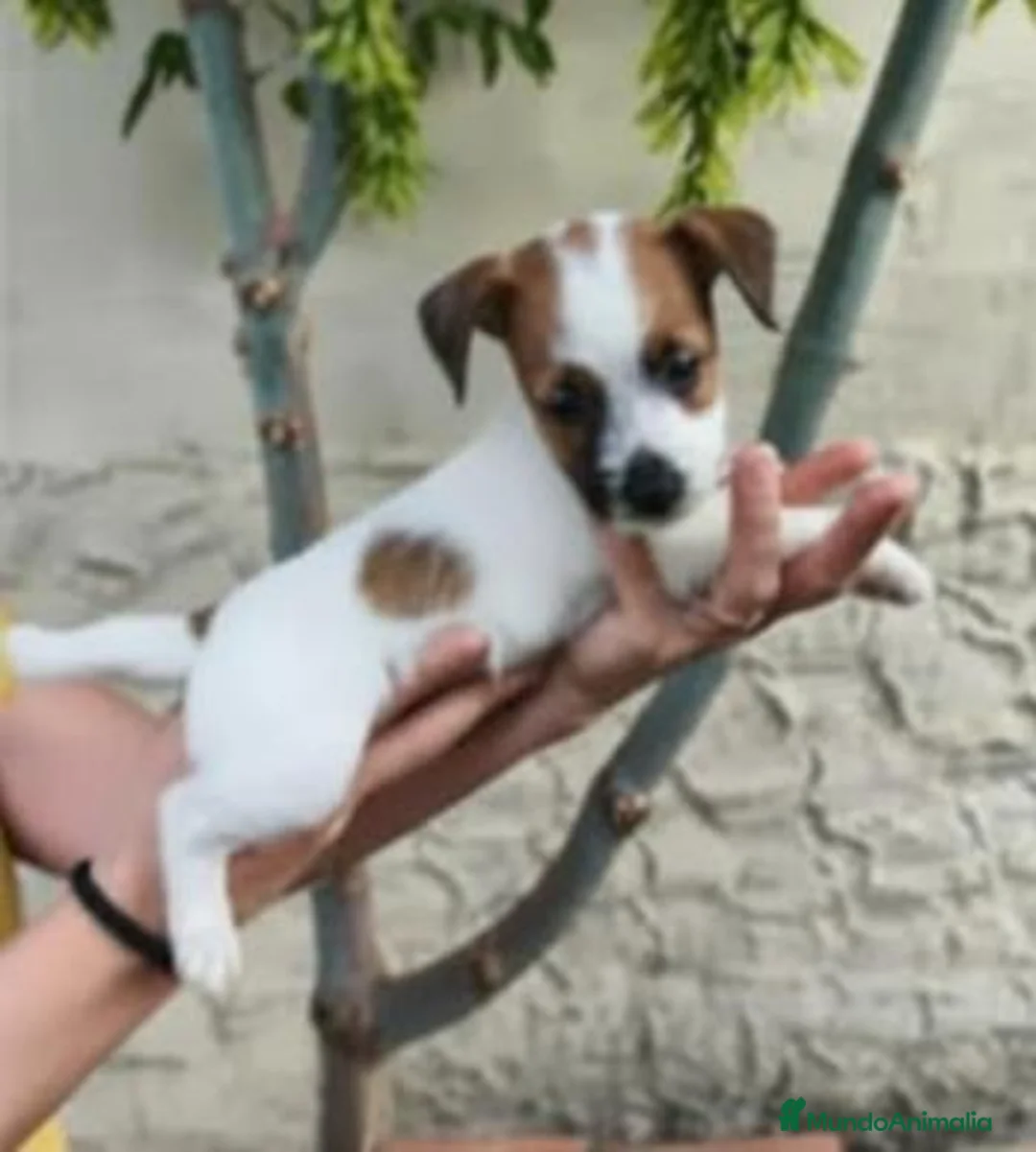 Jack Russell Terrier perros en venta: Cachorros de Jack Russell - Anuncio 9