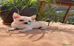 Chihuahua perros en venta: Chihuahua pelo corto fotos actuales  - Imagen 1