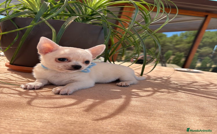 Chihuahua perros - Propaganda 6