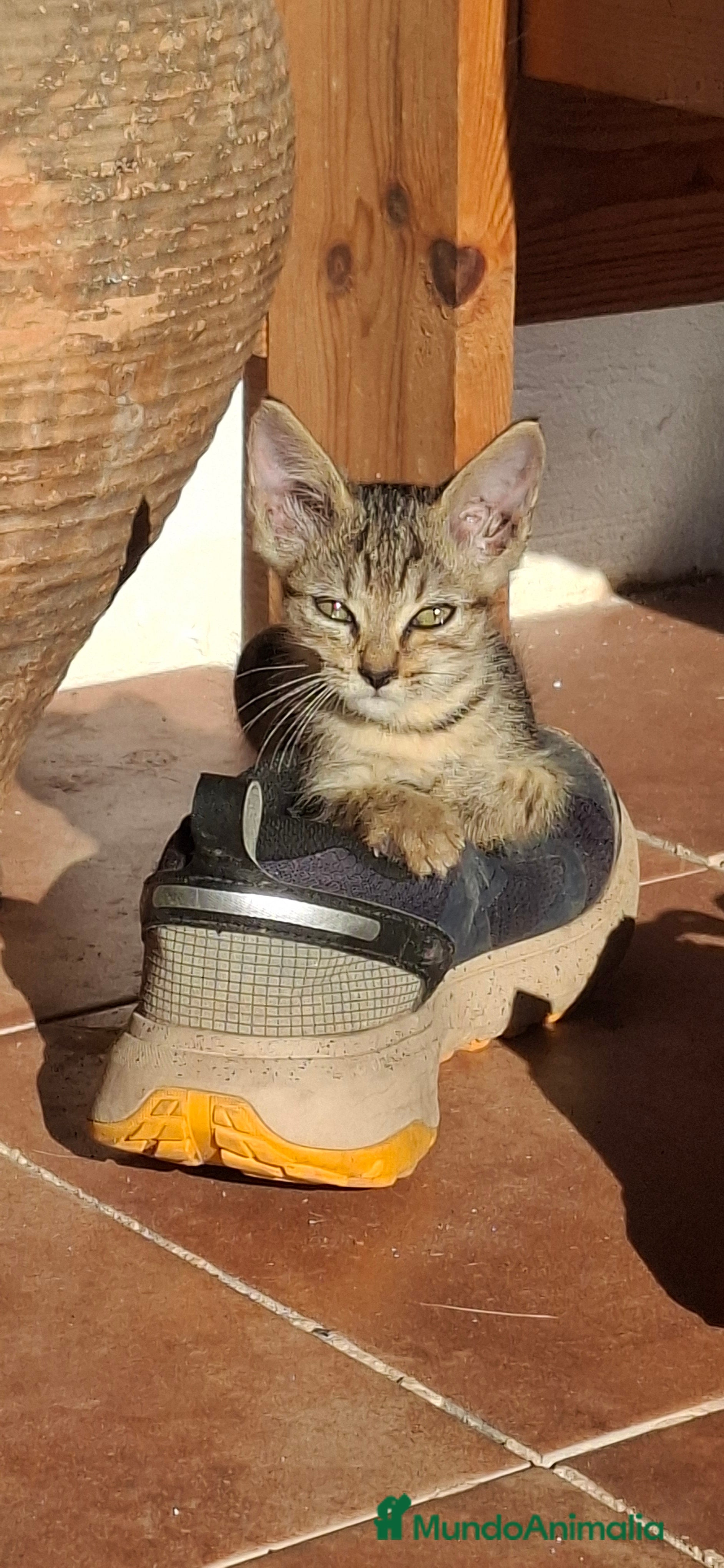 Europeo de Pelo Corto gatos Gatito europeo atigrado - Anuncio 2