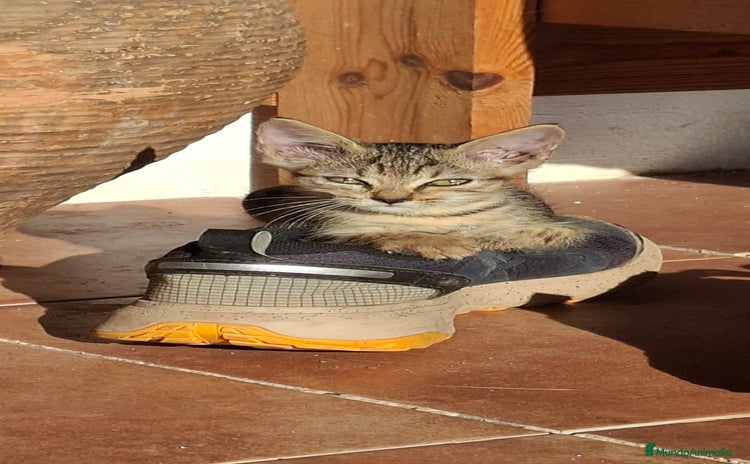 Europeo de Pelo Corto gatos - Anuncio 1