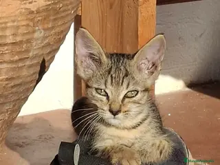 Europeo de Pelo Corto gatos Gatito europeo atigrado - Anuncio 2