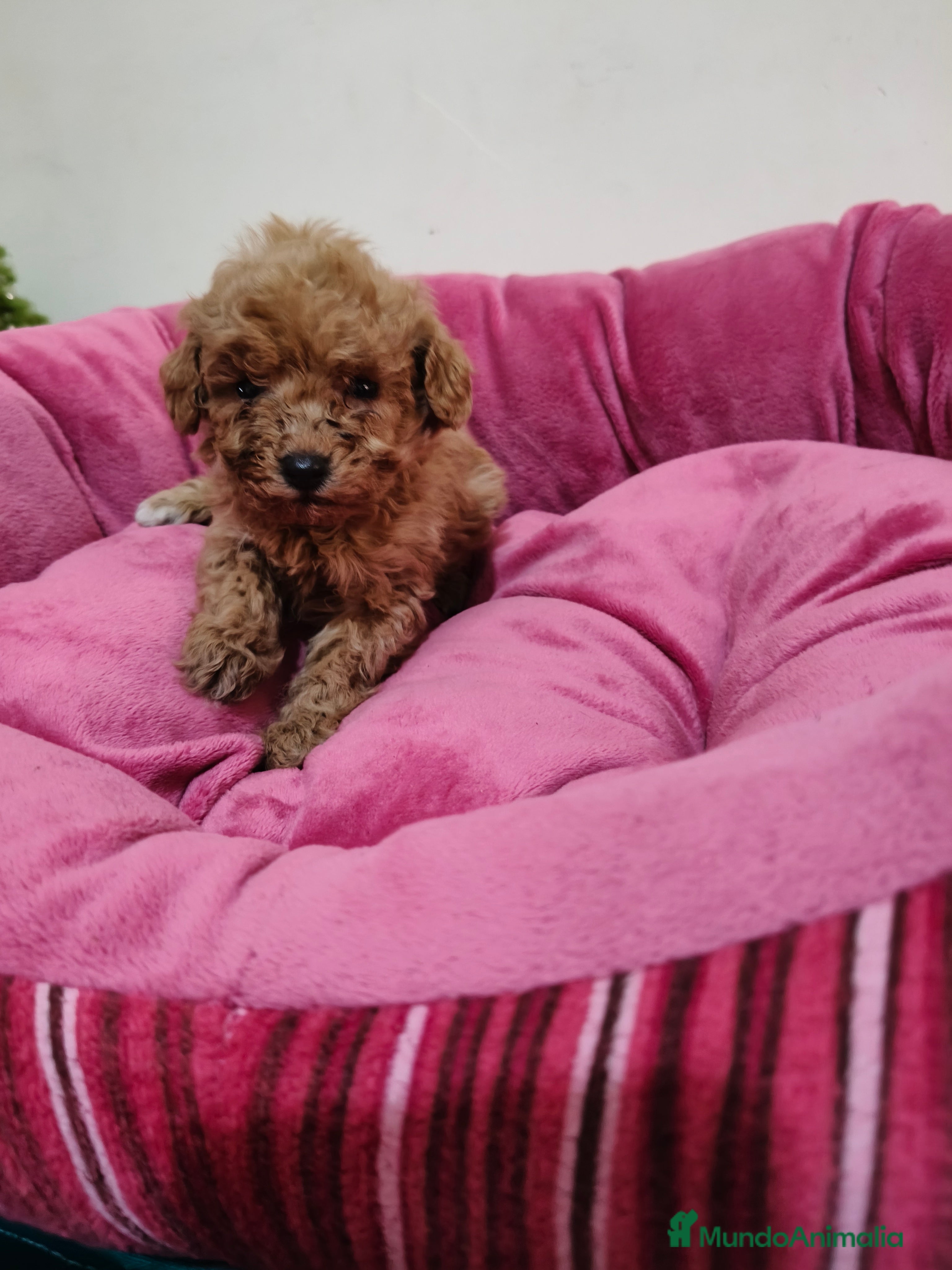 Caniche Toy perros Caniche Toy - Anuncio 2