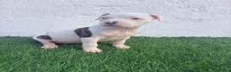 American Staffordshire-Terrier perros en venta: American Staffordshire terrier - Anuncio 5