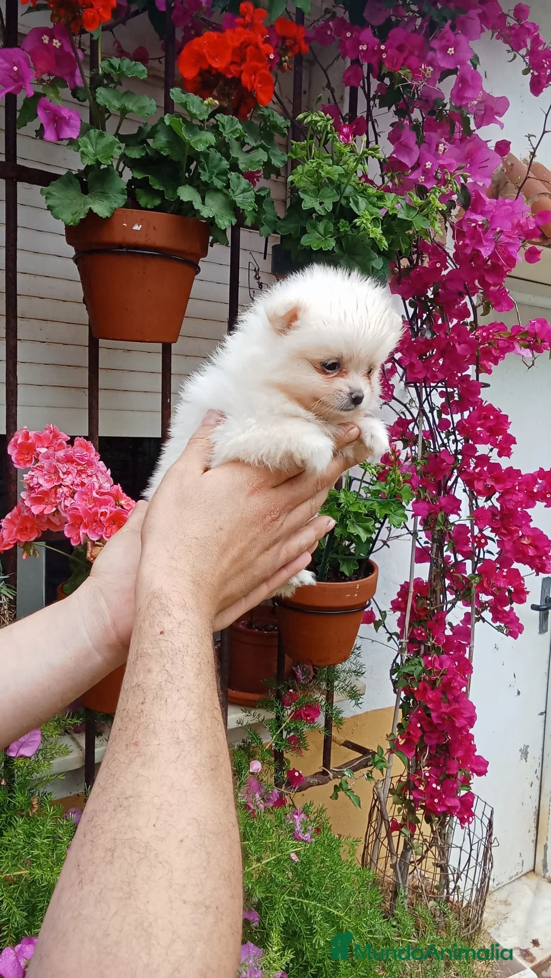 Pomerania perros en venta: Pomeranias de calidad  - Anuncio 2