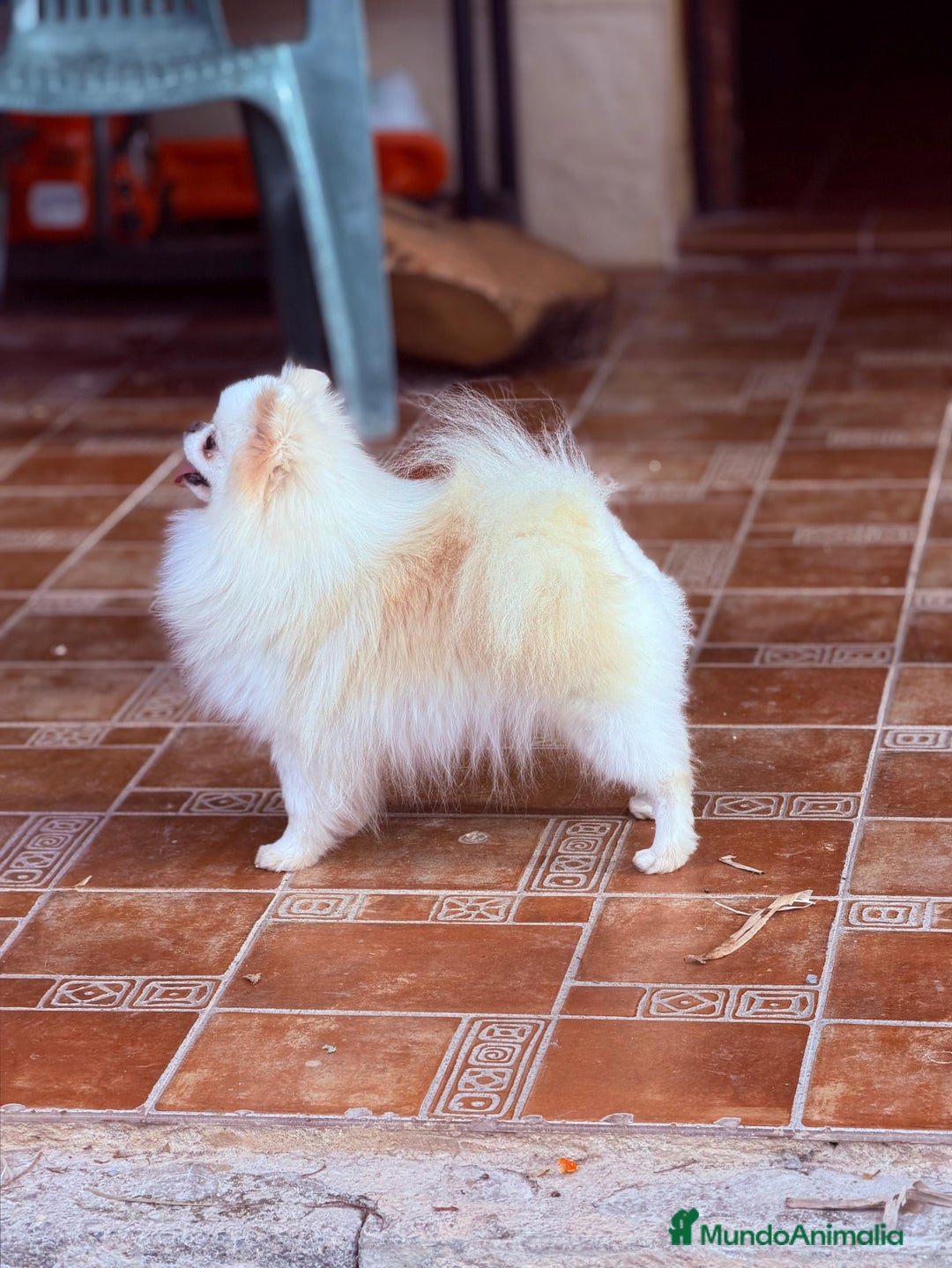 Pomerania perros en venta: Hembra de 2 años y medio en celo  - Anuncio 3