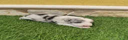 Border Collie perros en venta: Border collie merle choco en Valencia - Anuncio 11