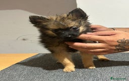 Pomerania perros en venta: Pomerania  - Imagen 5