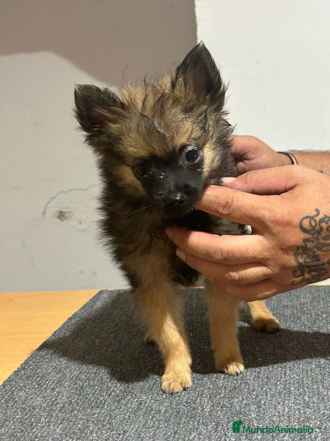 Pomerania perros en venta: Pomerania  - Imagen 5