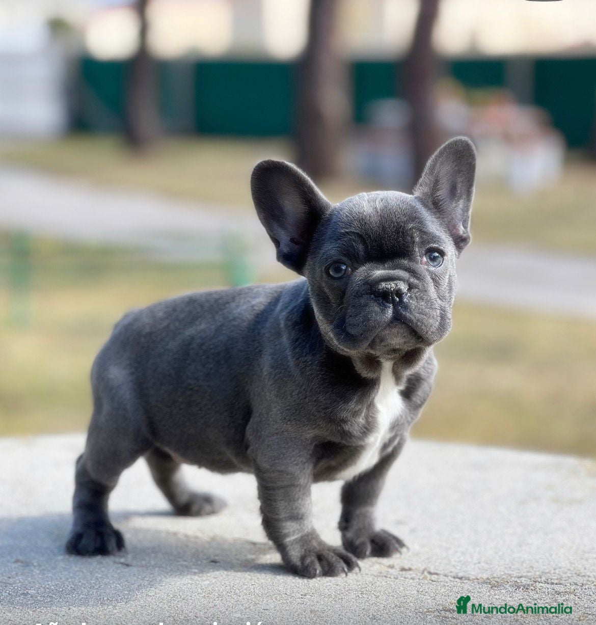 Bulldog Francés perros Bulldog francés  - Anuncio 1