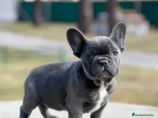 Bulldog Francés perros Bulldog francés - Anuncio 1
