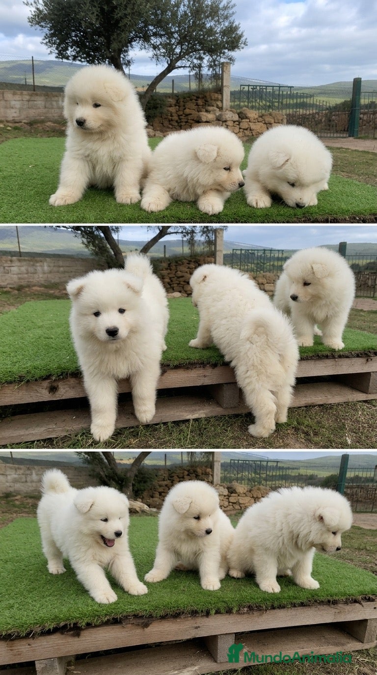 Samoyedo perros SAMOYEDOS PUPPY  - Anuncio 1
