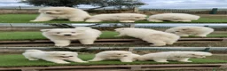 Samoyedo perros en venta: SAMOYEDOS PUPPY  - Anuncio 1