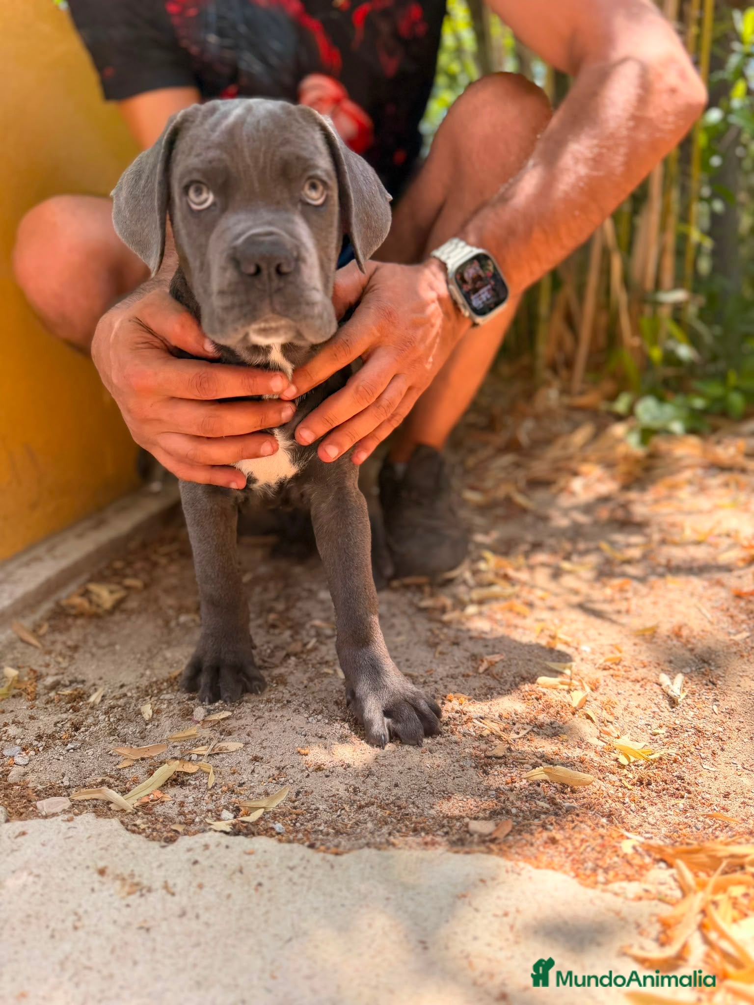 Cane Corso perros Cane corso Blue  - Anuncio 1