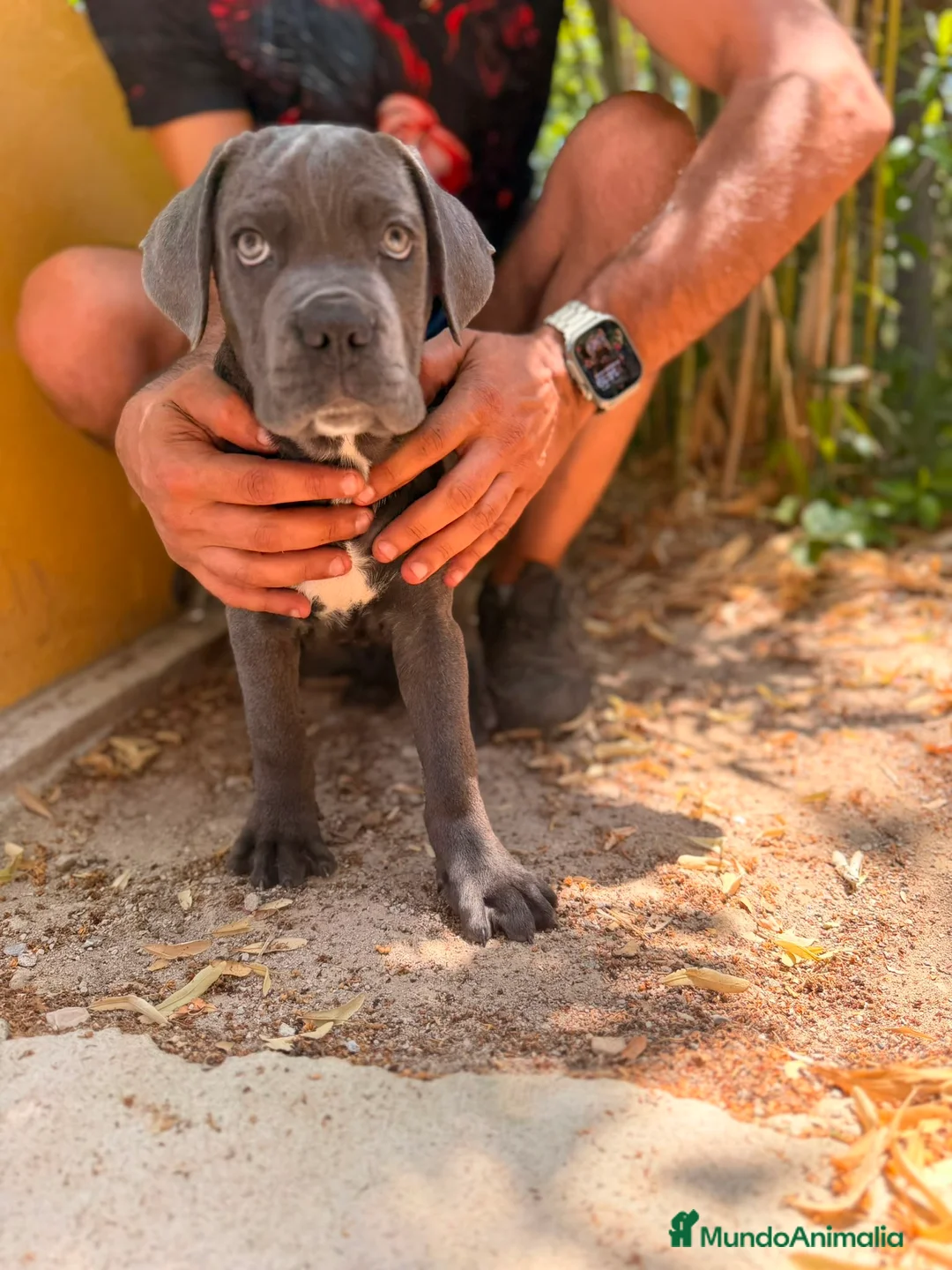 Cane Corso perros en venta: Cane corso Blue  - Anuncio 1