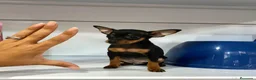 Ratón de Praga perros en venta: Raton de praga  - Anuncio 1