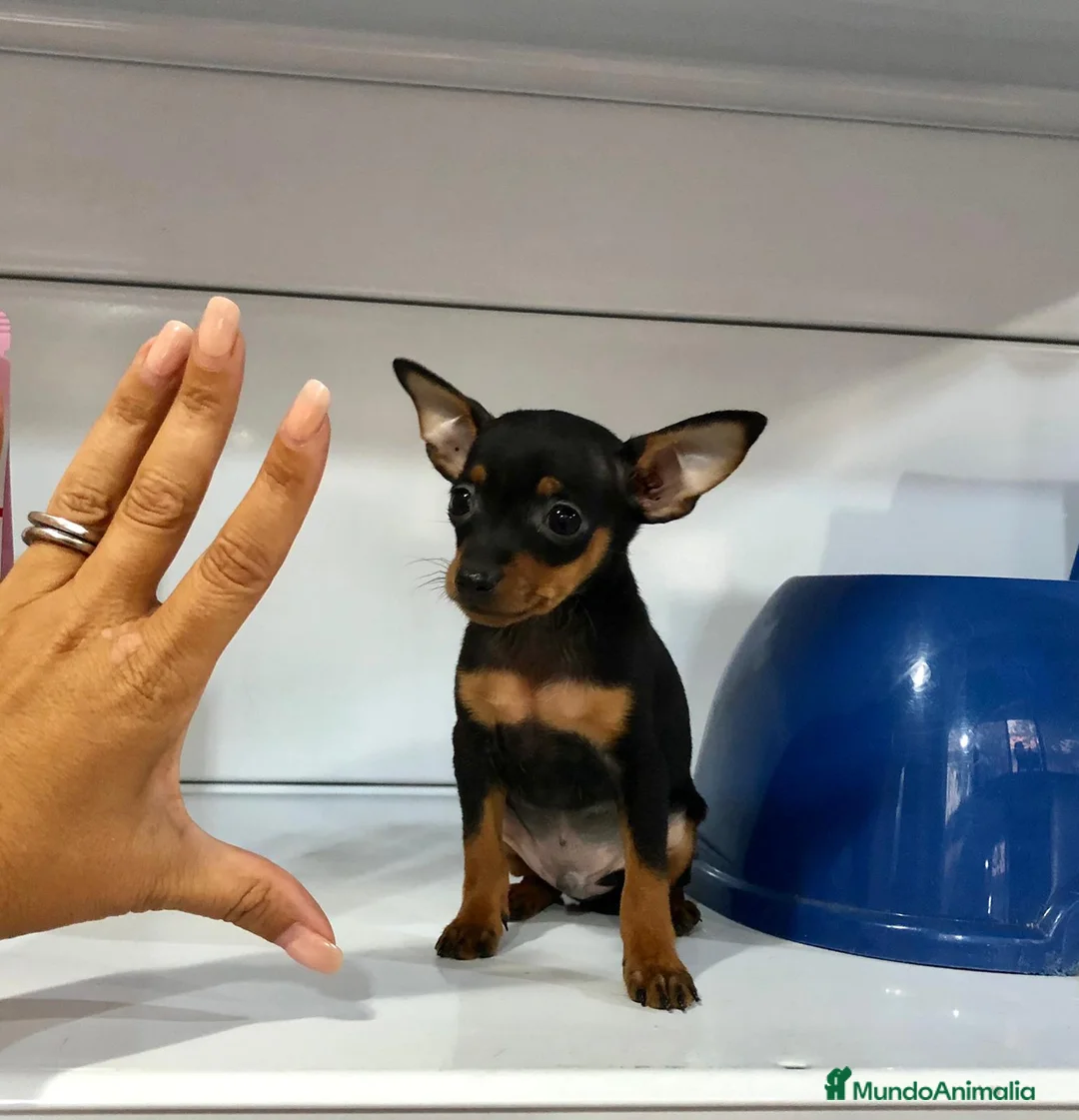 Ratón de Praga perros en venta: Raton de praga  - Anuncio 1