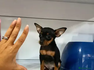 Ratón de Praga perros Raton de praga - Anuncio 1