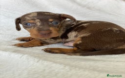 Teckel Miniatura perros en venta: TECKEL ARLEQUÍN CHOCOLATE - Imagen 4