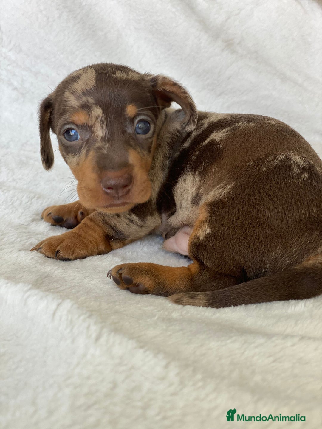 Teckel Miniatura perros en venta: TECKEL ARLEQUÍN CHOCOLATE - Imagen 4
