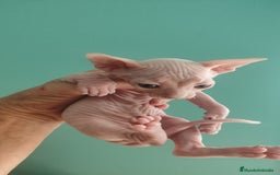 Británico de Pelo Corto gatos en venta: Sphynx calidad y selección  - Imagen 10