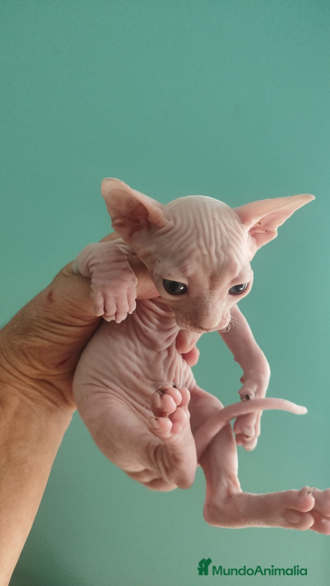 Británico de Pelo Corto gatos en venta: Sphynx calidad y selección  - Imagen 10