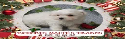 Bichón Maltés perros en venta: PRECIOSOS BICHON MALTES  LINEA TOY - Anuncio 9