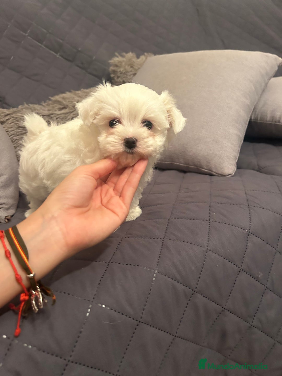 Bichón Maltés perros en venta: Bichon maltés  - Imagen 3
