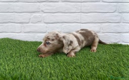 Teckel Miniatura perros en venta: Teckel mini arlequín pelo largo hembra  - Imagen 5