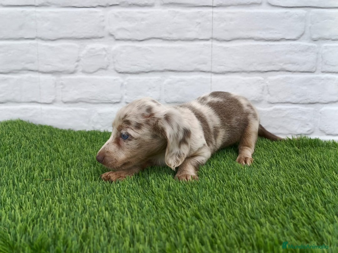Teckel Miniatura perros en venta: Teckel mini arlequín pelo largo hembra  - Imagen 5