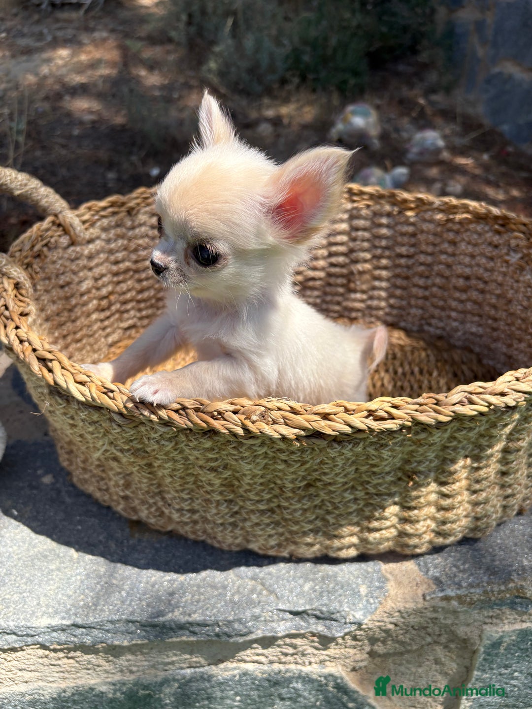 Chihuahua perros en venta: Chihuahua Micro Toy Hembra  - Imagen 2