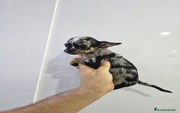 Chihuahua perros en venta: Increíbles chihuahuas toy merles - Imagen 12