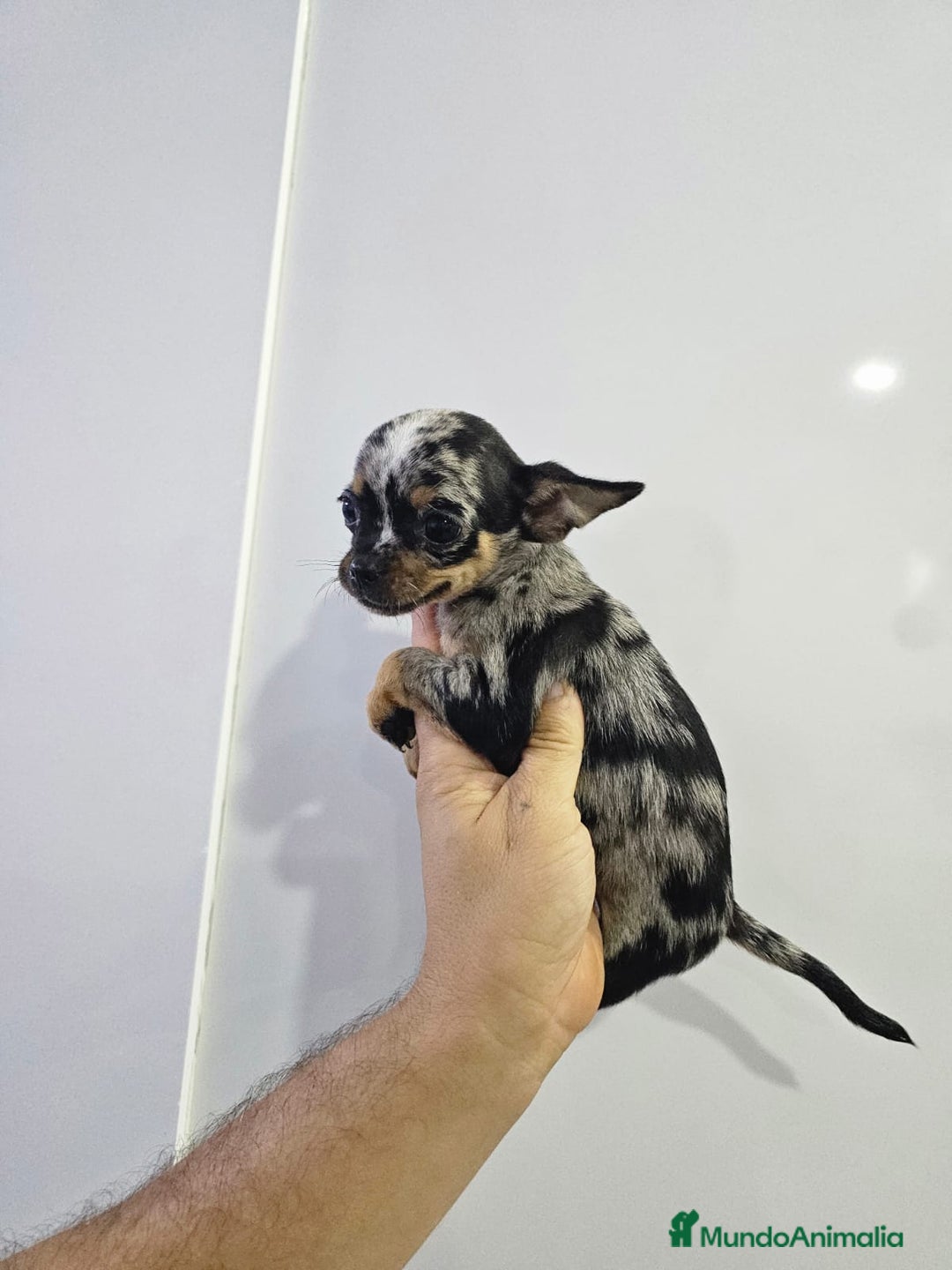 Chihuahua perros en venta: Increíbles chihuahuas toy merles - Imagen 12