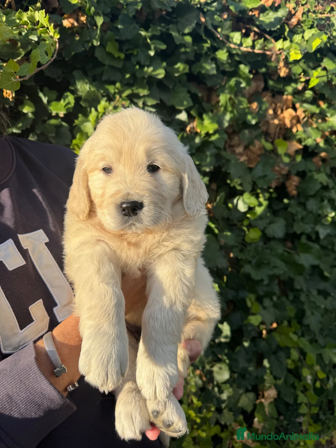 Golden Retriever perros en venta: golden retriever  - Anuncio 2
