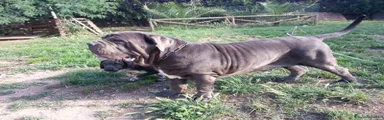 Mastín Napolitano cachorro 6