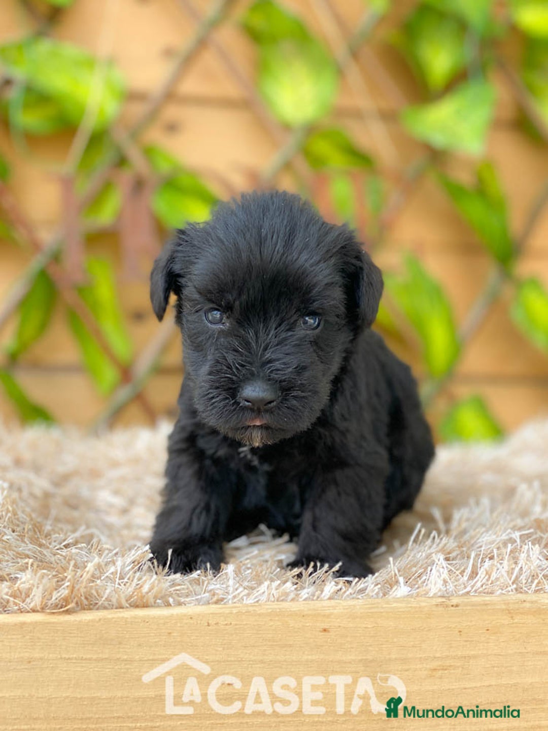 Schnauzer Miniatura perros en venta: Camada de Romie - Imagen 3