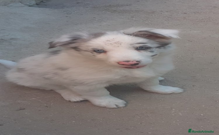 Border Collie perros - Anuncio 1