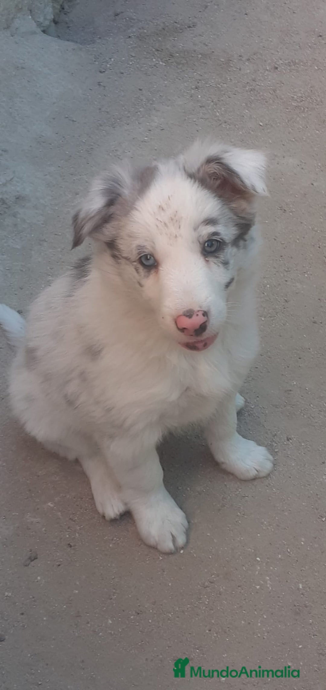 Border Collie perros en venta: Boder collie Getafe - Imagen 1