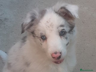 Border Collie perros - Anuncio 1